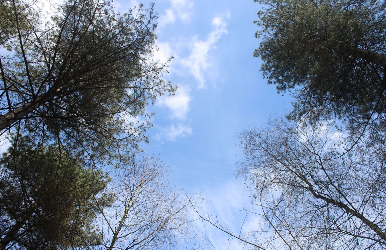 Op open plekken in het bos worden nieuwe bomen geplant.