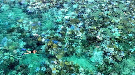 Wereldwijde koraalrifverblekingen door opwarmend oceaanwater