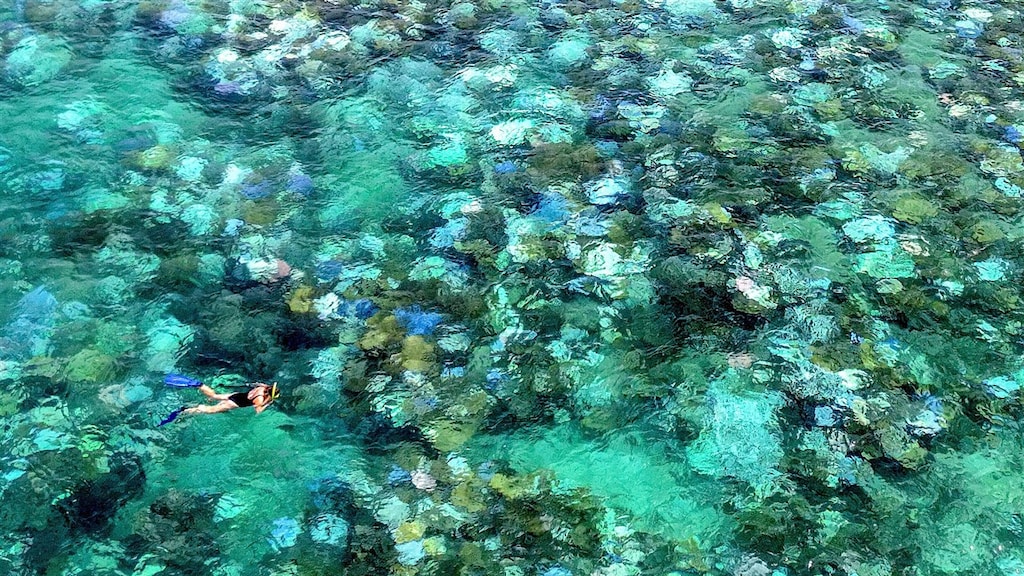 Wereldwijde koraalrifverblekingen door opwarmend oceaanwater