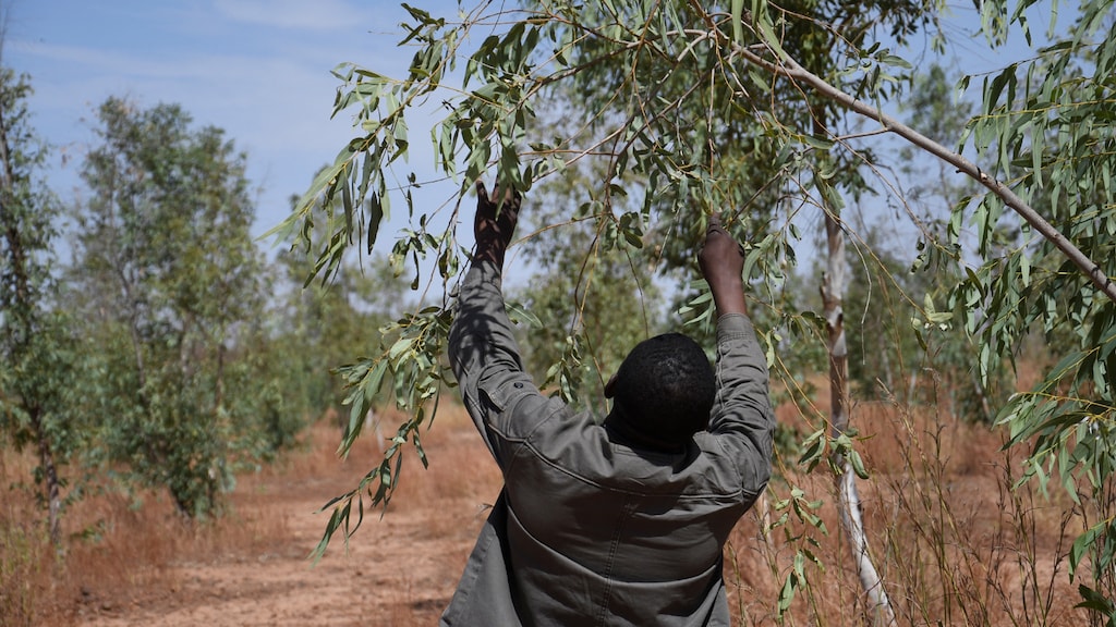 Een man in Simiri, Niger bij een deel van de Great Green Wall.
