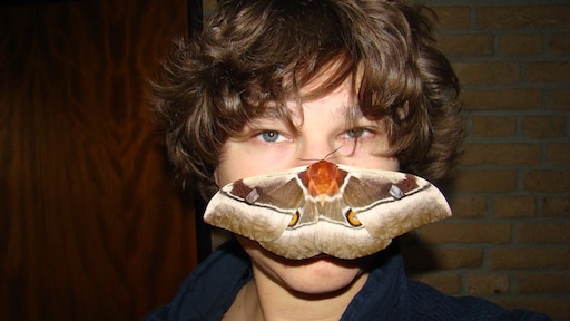 Nessuna laurea in mano, ma Bart vola in giro per il mondo come esperto di farfalle Notizie RTL Nessuna laurea in mano, ma Bart vola in giro per il mondo come esperto di farfalle Notizie RTL