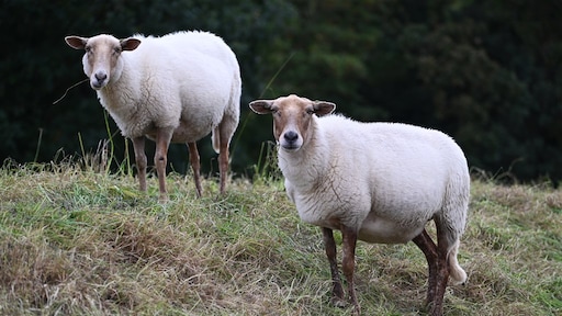 Vaccin tegen blauwtongvirus goedgekeurd: 'Kan heel veel ellende voorkomen'