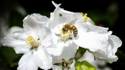 Ondanks koud en wisselvallig meer bijen geteld dan vorig jaar