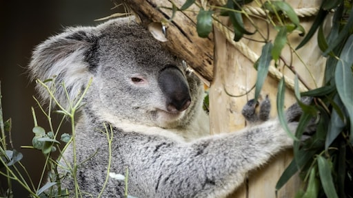 Drukte op wegen richting koala's, Ouwehands Dierenpark is vol