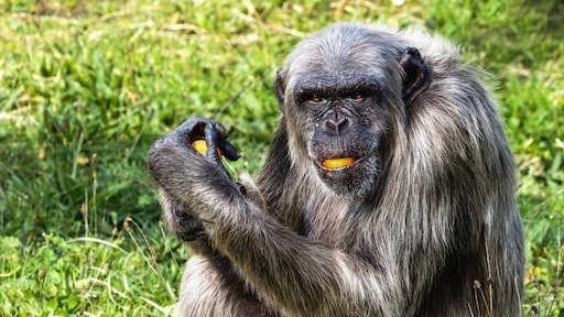 'Iconische' Wouter overleed in Beekse Bergen, maar waarom vechten chimpansees?