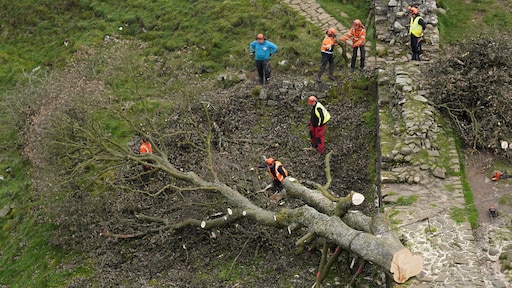 Two men accused of cutting down the famous “Robin Hood Tree”. RTL News Two men accused of cutting down the famous “Robin Hood Tree”. RTL News