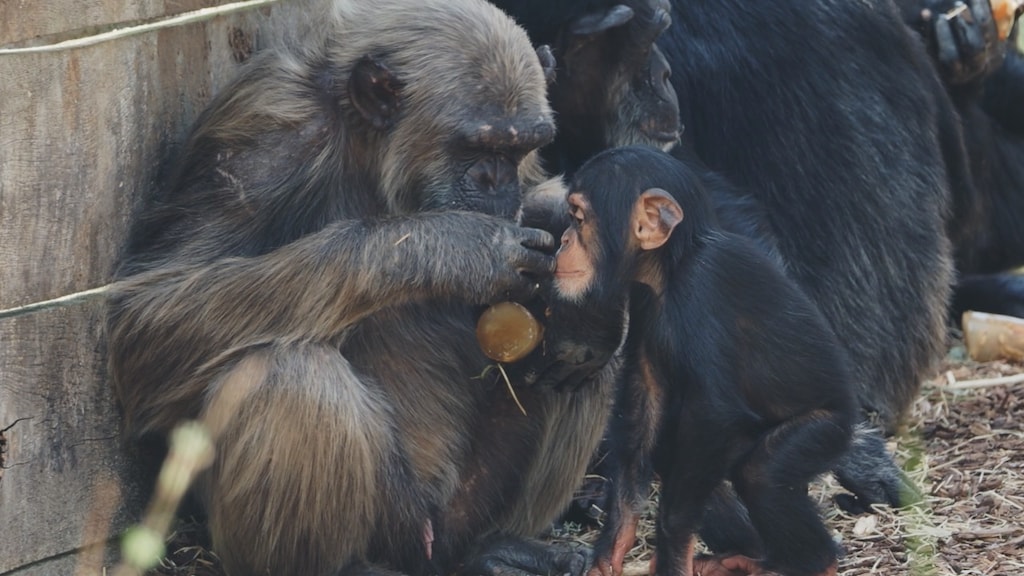 Chimpansee Wouter in safaripark Beekse Bergen.