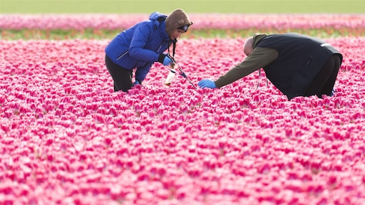 Uitkopen nieuw middel bij bezwaar tegen arbeidsmigranten