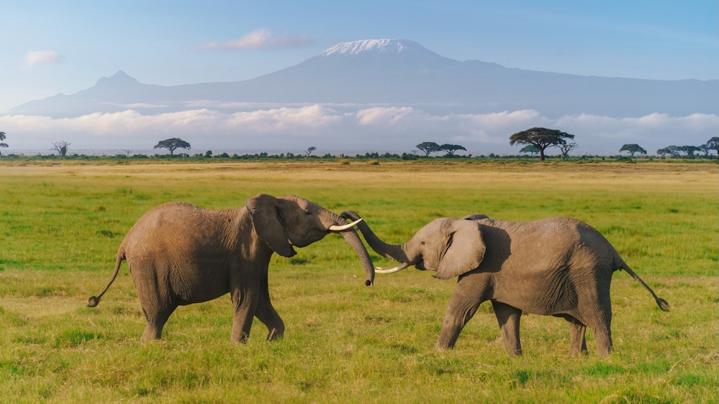 Groet met poep: olifanten leggen een drol bij ontmoeting
