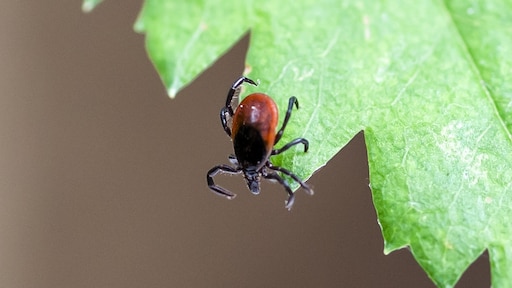 Wim torna a casa con 23 zecche e partecipa a una sperimentazione sul vaccino contro la malattia di Lyme Notizie RTL Wim torna a casa con 23 zecche e partecipa a una sperimentazione sul vaccino contro la malattia di Lyme Notizie RTL
