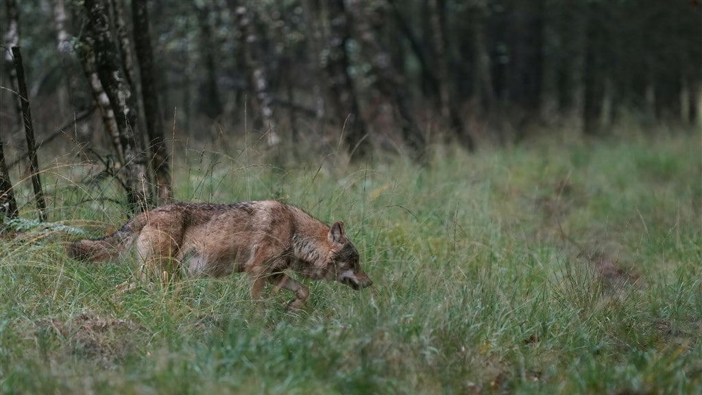Gelderland mag wolf toch niet met paintballgeweer beschieten