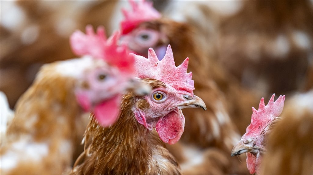 'Vaccins werken goed', proef inenten tegen vogelgriep na de zomer