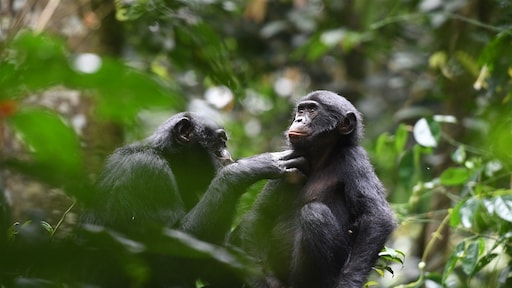 Ontsnapte jonge bonobo uit Ouwehands Dierenpark weer gevangen