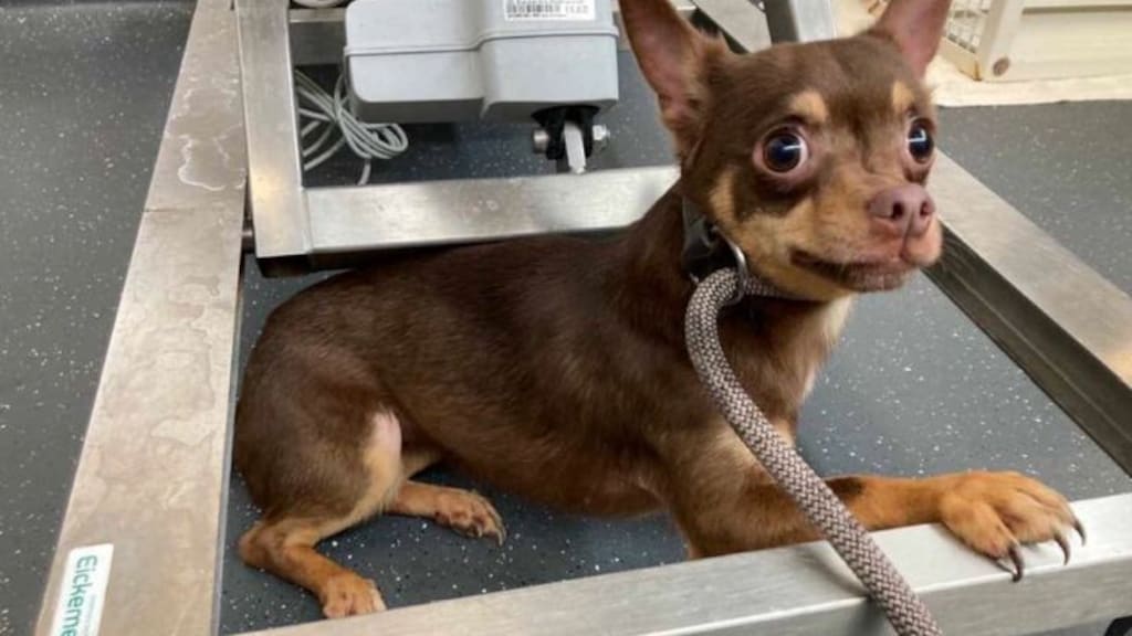 Meer verwaarloosde katten en honden, vooral door hoge kosten dierenarts