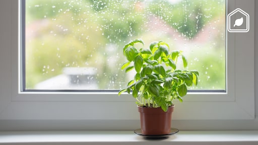 Zo houd je je basilicumplant uit de supermarkt wél in leven