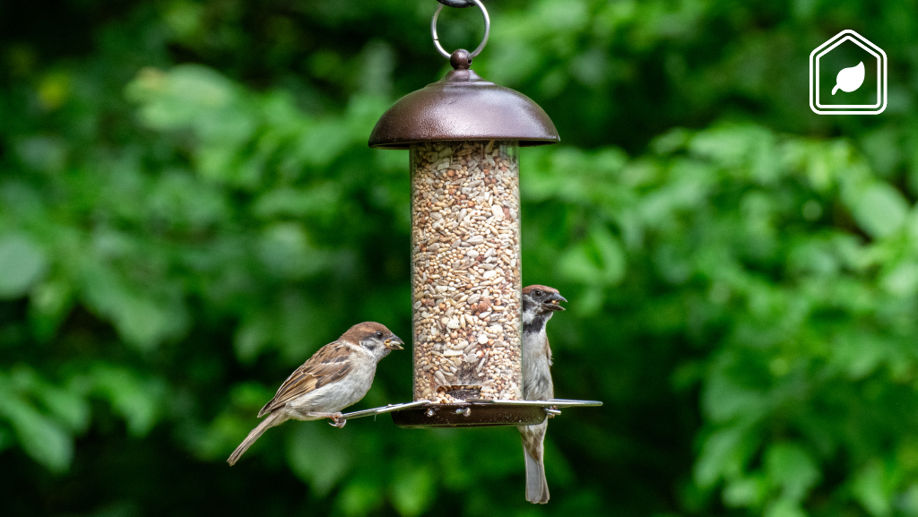 Kun je de tuinvogels in de lente en zomer beter wel of niet bijvoeren?