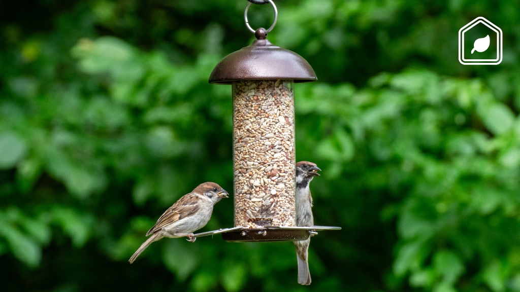 Kun je de tuinvogels in de lente en zomer beter wel of niet bijvoeren?