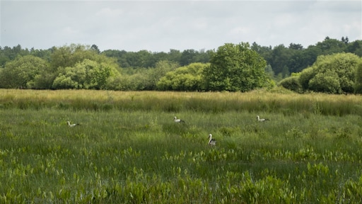 Natuur 'diep in het rood', uitstoot stikstof moet veel harder omlaag dan gedacht