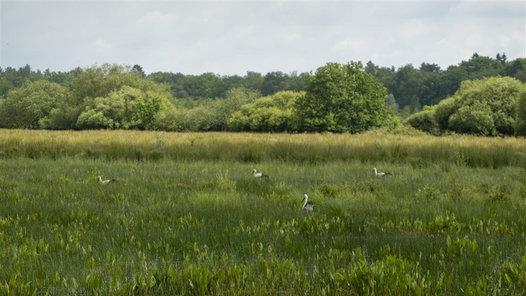 Natuur 'diep in het rood', uitstoot stikstof moet veel harder omlaag dan gedacht