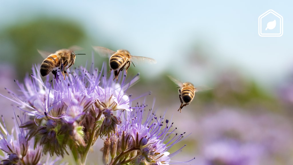 Meer bijen in je tuin? Dan kun je deze planten beter niet in je tuin zetten