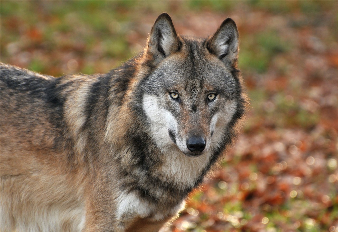Geen vervolging om doodschieten wolf, wel 'onjuist gehandeld'