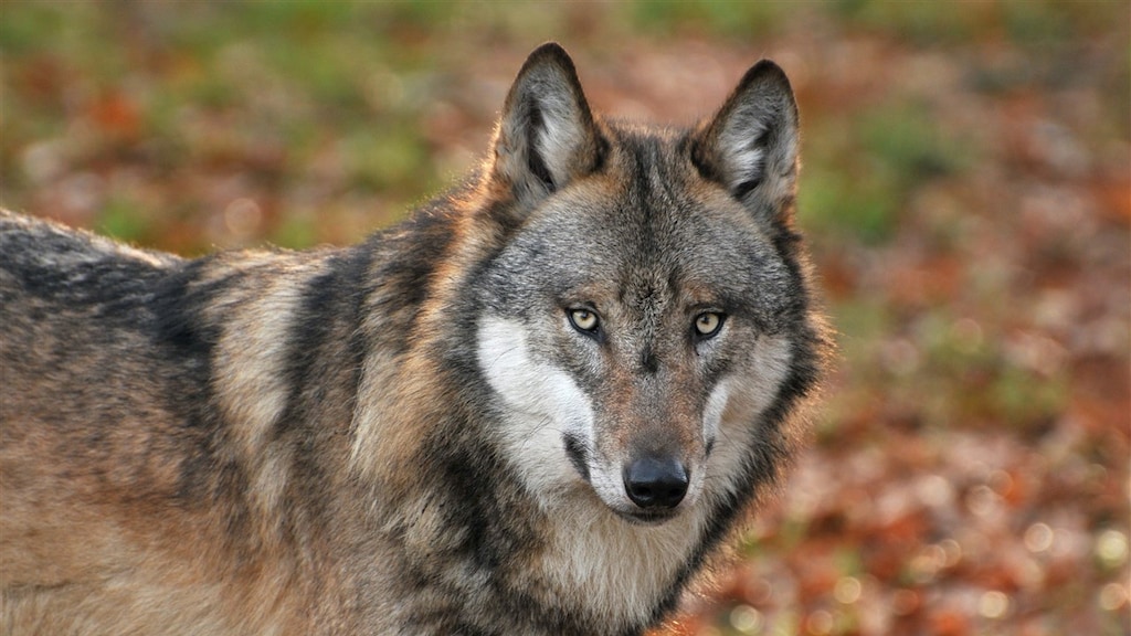Geen vervolging om doodschieten wolf, wel 'onjuist gehandeld'