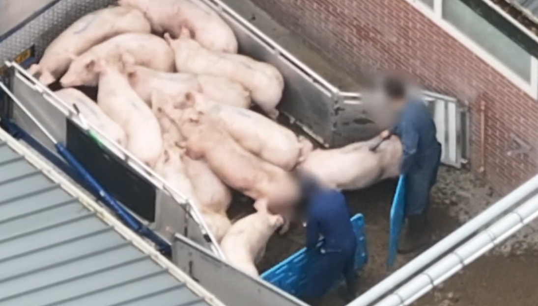 Taser voor veesector in de ban, verbod gaat volgend jaar zomer in