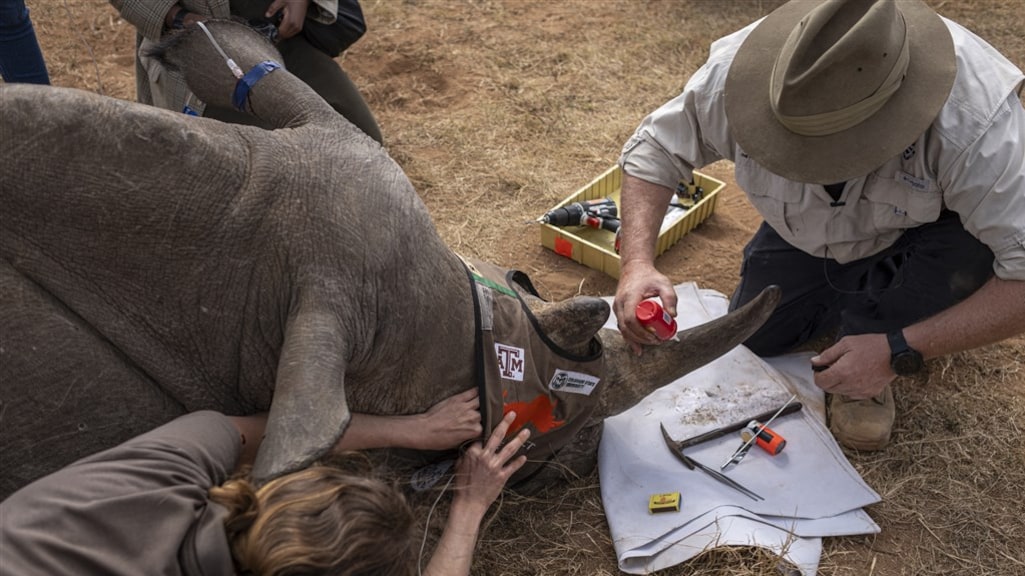 Neushoorns geïnjecteerd met radioactief materiaal tegen stropen