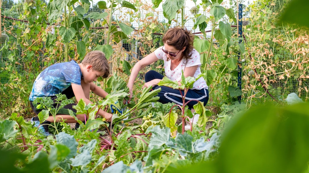 Met deze tips vier je de vakantie goedkoop in eigen land