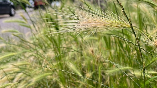 Let op: hoe een dagelijkse wandeling je hond in gevaar kan brengen