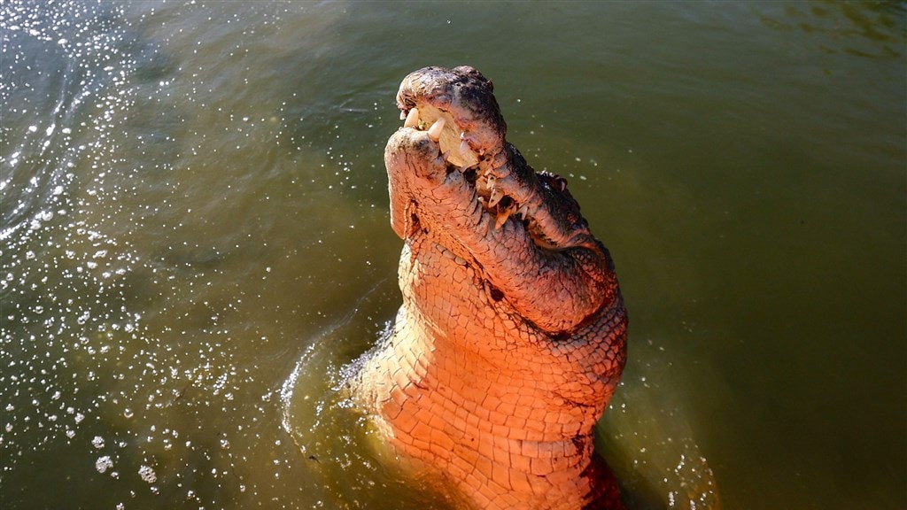 Kind (12) vermist na vermoedelijke aanval krokodil in Australië