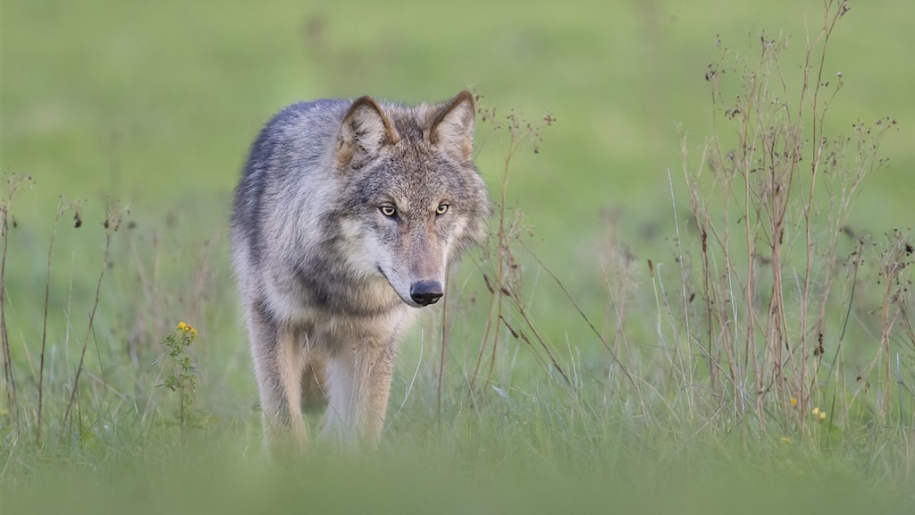 Hond gebeten en meegenomen door wolf in natuurgebied Leusden