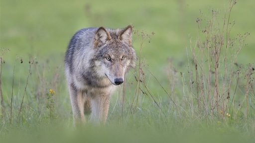 Hond gebeten en meegenomen door wolf in natuurgebied Leusden