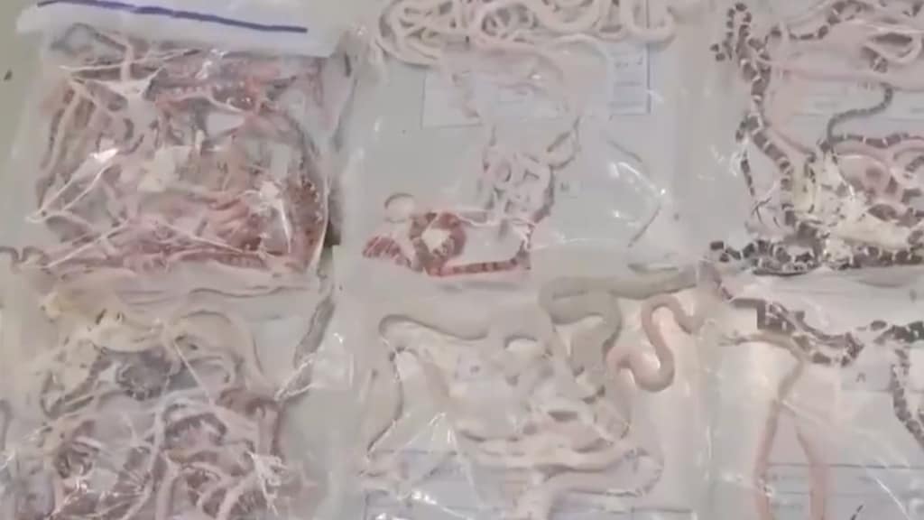 Man aangehouden met meer dan 100 slangen in zijn broek