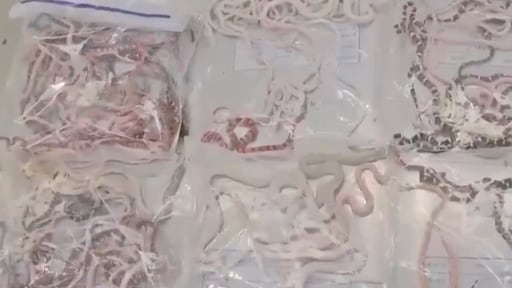 Man aangehouden met meer dan 100 slangen in zijn broek