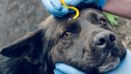Kunnen honden en katten ook de ziekte van Lyme krijgen door een teek?