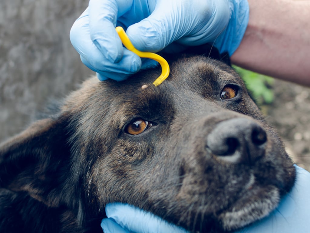 Kunnen honden en katten ook Lyme krijgen door een teek?