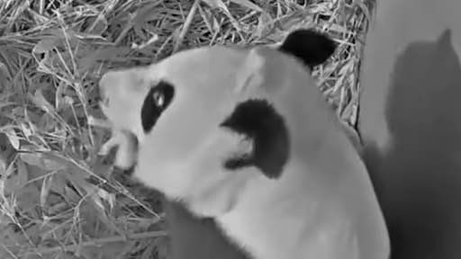 Nieuwe babypanda in Ouwehands Dierenpark: 'Trots en blij'