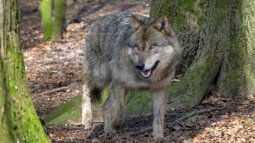 Provincie Utrecht na mogelijke aanval wolf op kind: ga niet naar natuurgebied bij Leusden