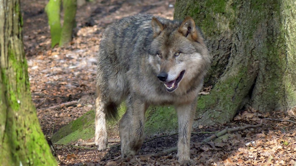Provincie Utrecht na mogelijke aanval wolf op kind: ga niet naar natuurgebied bij Leusden