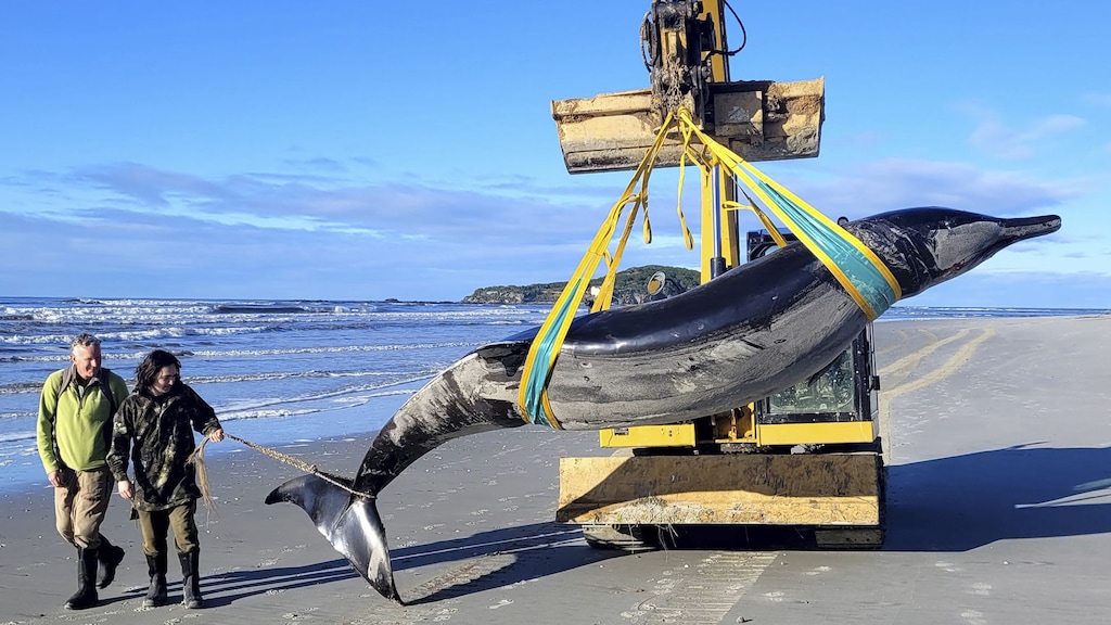 Extreem zeldzame walvis aangespoeld in Nieuw-Zeeland, pas de zesde ooit