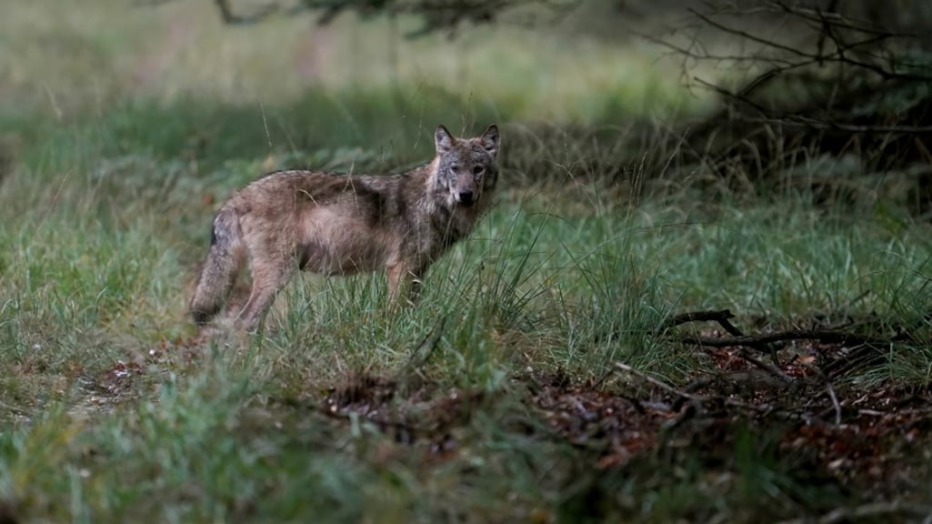 Meermaals gewaarschuwd voor wolf, zegt natuurbeheerder Leusden: 'Gebeurde niks mee'