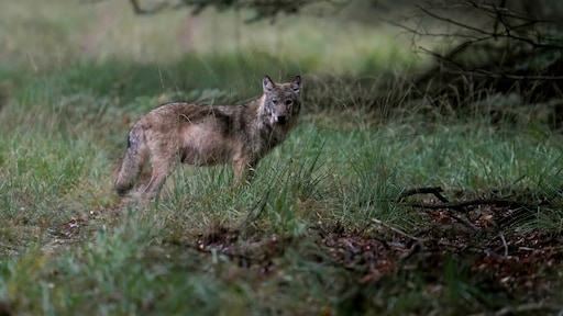 Meermaals gewaarschuwd voor wolf, zegt natuurbeheerder Leusden: 'Gebeurde niks mee'