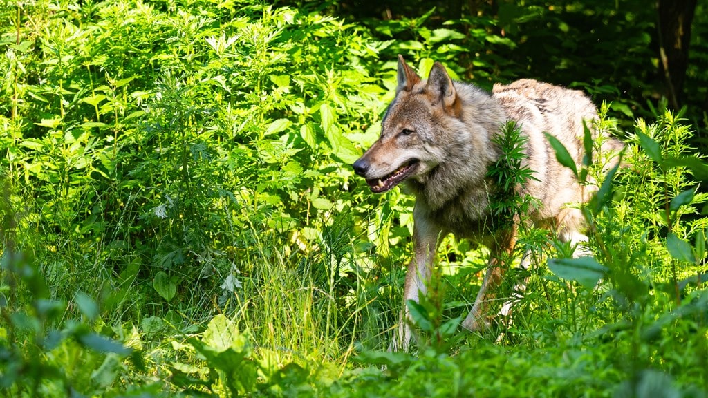 Confrontatie met wolf in Leusden: meisje werd in haar zij gebeten
