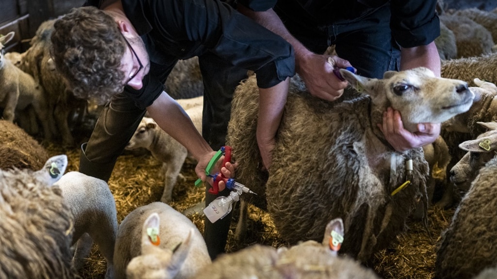 Schapen dood ondanks vaccin tegen blauwtong: 'Echt een heel heftig virus'