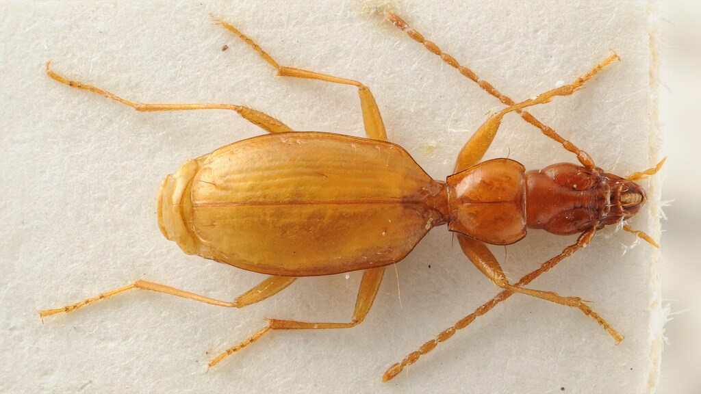 Anophthalmus hitleri