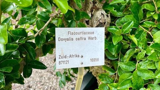 Biologen willen af van racistische plantennamen