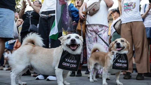 Turken vrezen 'massamoord' op 4 miljoen straathonden, protest tegen nieuwe wet