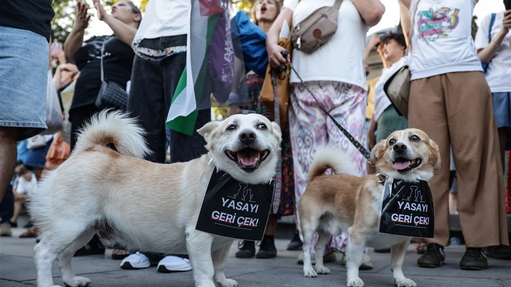 Turken vrezen 'massamoord' op 4 miljoen straathonden, protest tegen nieuwe wet
