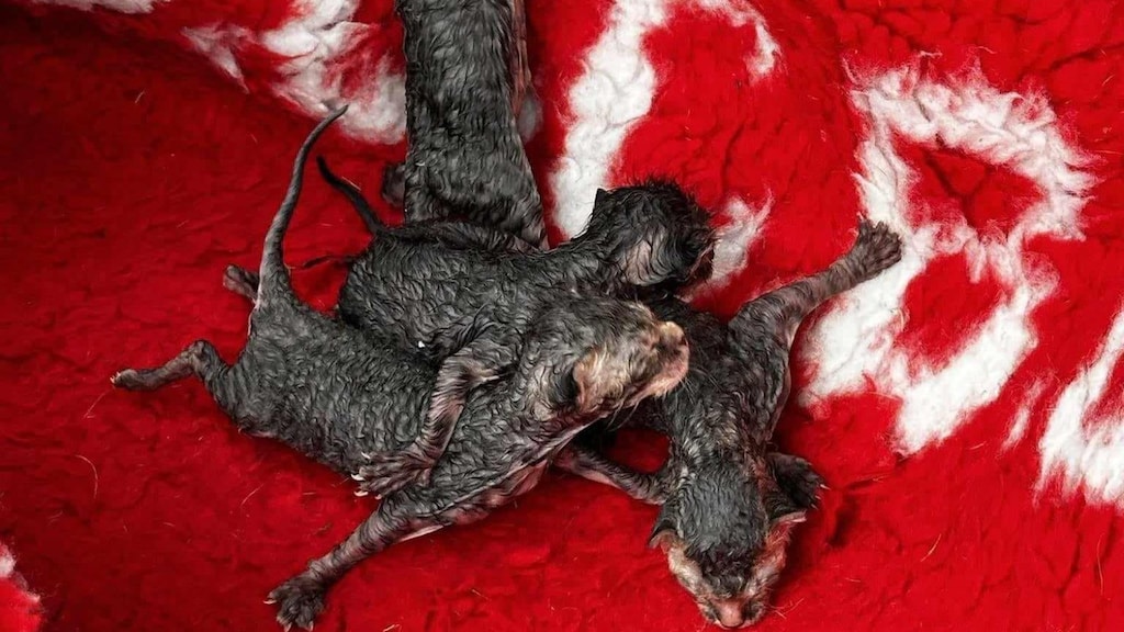 Flemish police conduct DNA tests to find newborn kittens | RTL News Flemish police conduct DNA tests to find newborn kittens | RTL News